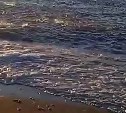 "Это чудо какое-то": скумбрией завалило побережье Сахалина
