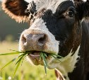 Сахалинские коровы увеличили надои по сравнению с прошлым годом