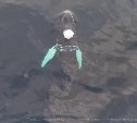 Первая попытка спасти запутавшегося в сетях кита Станислава не удалась