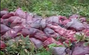 Общество