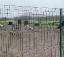 В Северо-Курильске появилась площадка для дрессировки собак
