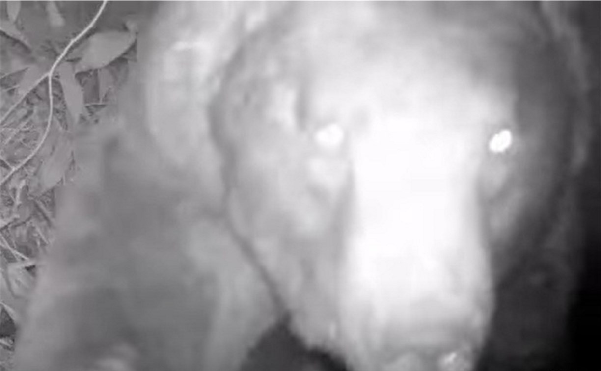 Крупный медведь попал в фотоловушку на Кунашире
