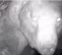Крупный медведь попал в фотоловушку на Кунашире