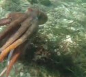 Сахалинский дайвер снял на видео игру с осьминогом на дне Татарского пролива