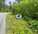 "Осторожно, медведь": на лыжероллерной трассе в Южно-Сахалинске появились новые знаки