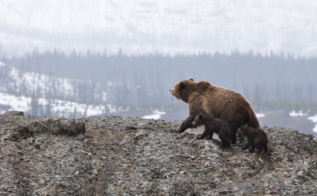 Медведи начали выходить из берлог на Сахалине