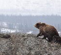Медведи начали выходить из берлог на Сахалине