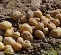 Специалисты с материка научат сахалинцев выращивать картошку