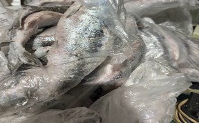 Происшествия