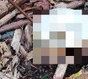Следком просит сахалинцев опознать по телу и черепу найденных в лесу мужчин