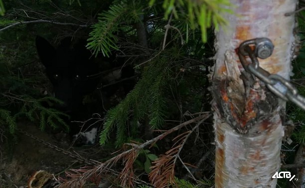 Намертво прикованного к дереву в лесу Лешего спас сахалинец