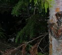 Намертво прикованного к дереву в лесу Лешего спас сахалинец