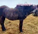 Сахалинская Чайка идёт на рекорд: лошадка-долгожитель отметила 50-летие  