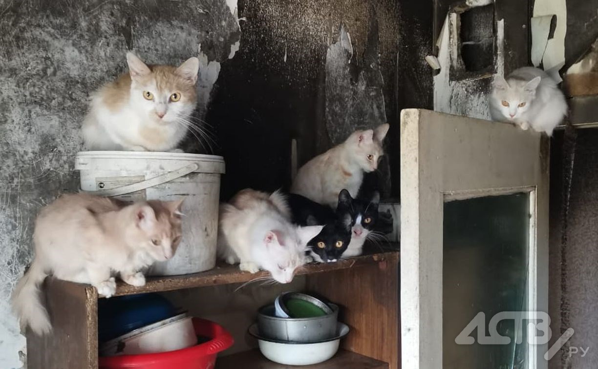"Выгребали опарышей из шкафа": в квартире сахалинки плодятся и мрут несколько десятков кошек