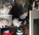 "Выгребали опарышей из шкафа": в квартире сахалинки плодятся и мрут несколько десятков кошек
