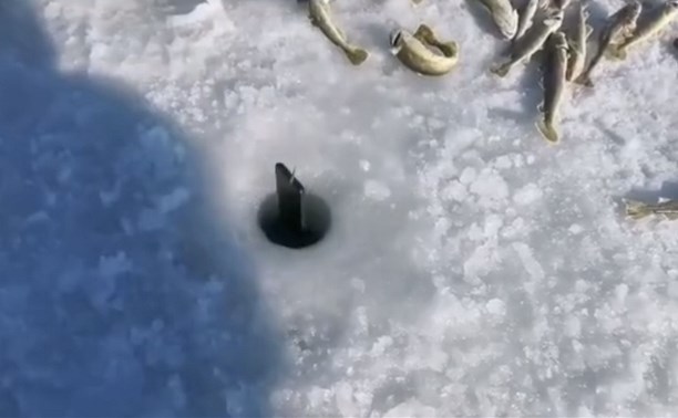 Сахалинец искупал телефон в ледяной воде и снял косяки наваги крупным планом