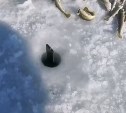 Сахалинец искупал телефон в ледяной воде и снял косяки наваги крупным планом
