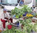 Мэрия Южно-Сахалинска определила список мест, где можно купить продукцию садоводов-огородников