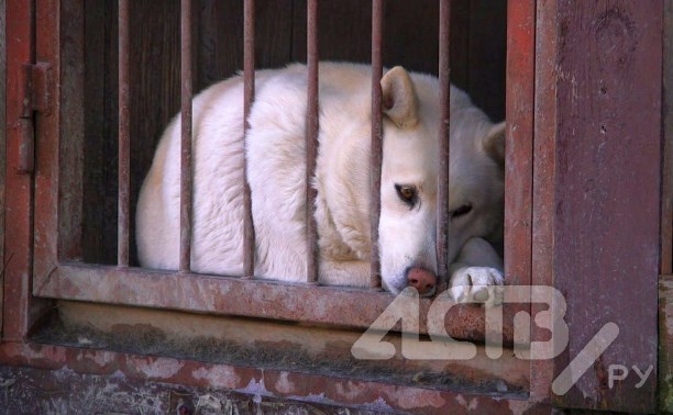 Как сегодня живёт пострадавший от пожара южно-сахалинский приют "Пёс и кот"