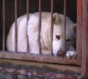 Как сегодня живёт пострадавший от пожара южно-сахалинский приют "Пёс и кот"
