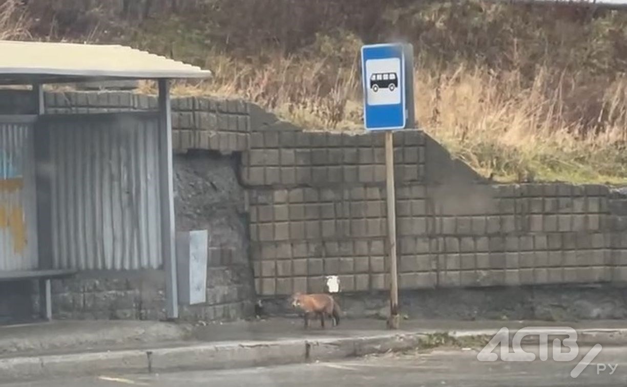"Потерялась": на остановку в Холмске прибежала лиса