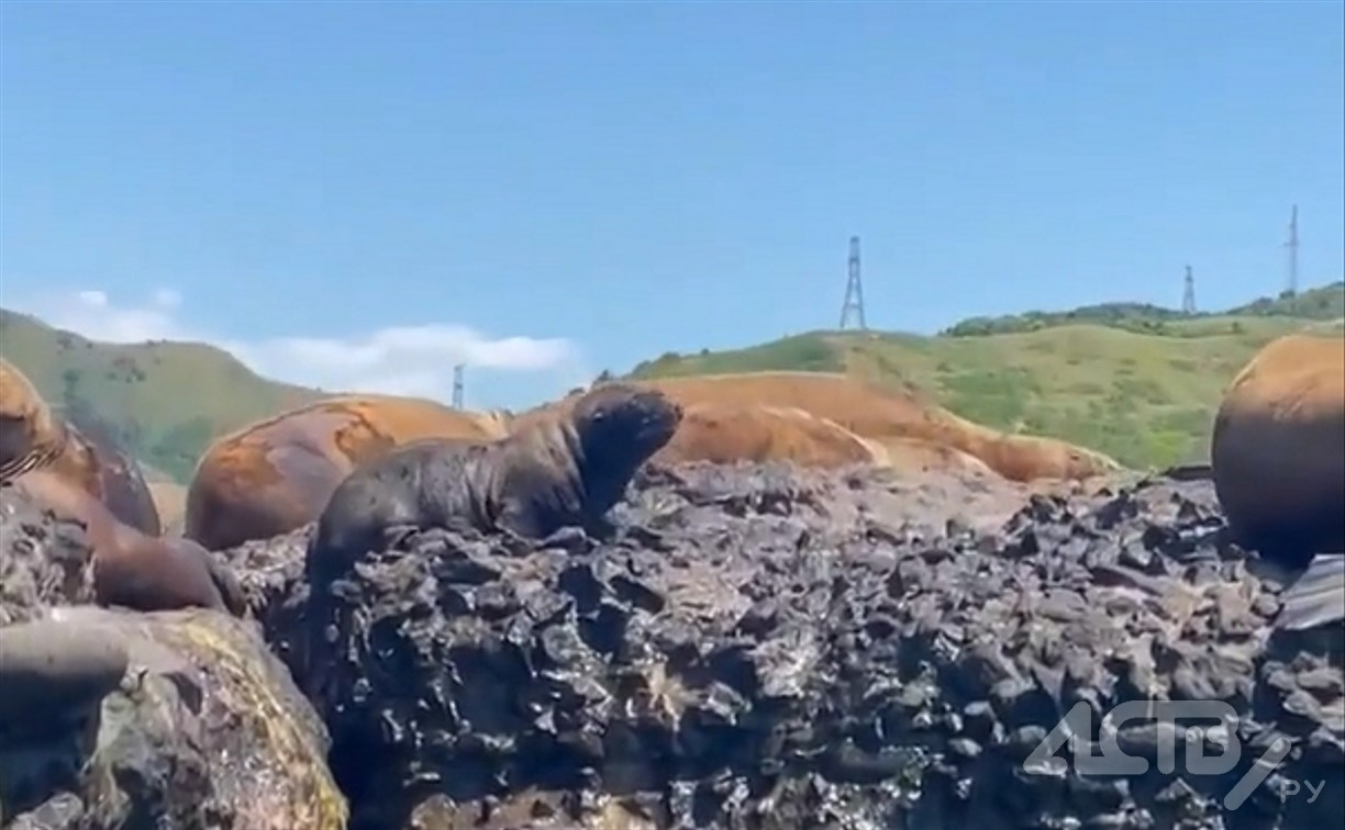 Первый заплыв маленького сивучонка у волнолома в Невельске попал на видео 