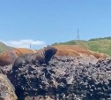 Первый заплыв маленького сивучонка у волнолома в Невельске попал на видео 