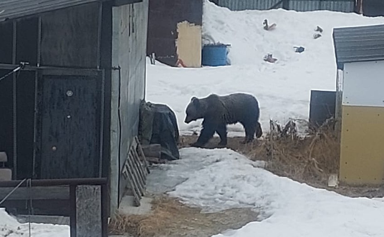 Проголодавшийся медведь пришёл к дачам на севере Сахалина
