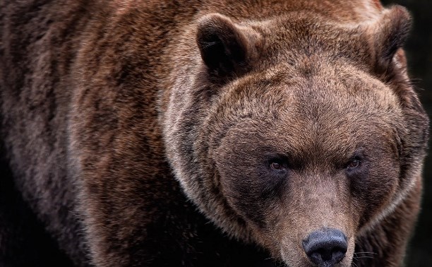 Второй случай трихинеллеза в мясе медведя выявили на Сахалине