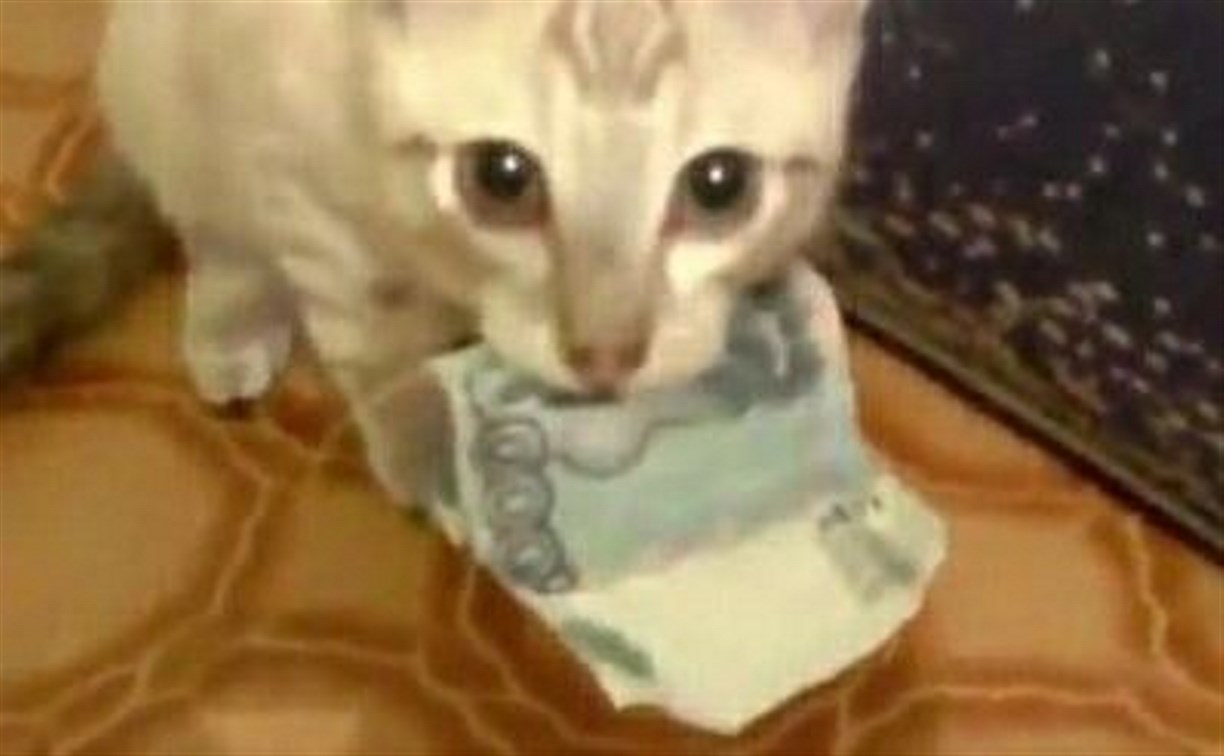 Сахалинцы хотят одолжить кота Стёпу, который наворовал у соседей несколько тысяч рублей