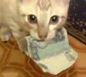 Сахалинцы хотят одолжить кота Стёпу, который наворовал у соседей несколько тысяч рублей
