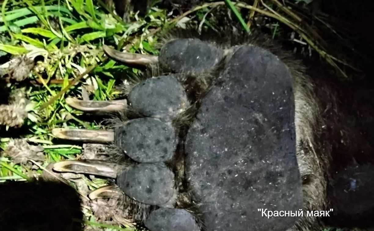 На Курилах 350-килограммовый медведь бросился на людей во время отстрела
