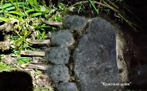 Происшествия