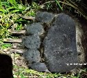 На Курилах 350-килограммовый медведь бросился на людей во время отстрела