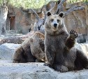 Мужчина в сахалинском зоопарке дразнил хищников в вольере, запнулся и упал