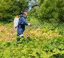 Почти 300 гектаров городской земли обработали от борщевика в Южно-Сахалинске