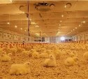 Мясо бройлера с птицефабрики "Островная" поступит в продажу к концу августа