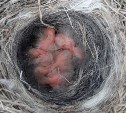 "Вместо мотора - птенцы": сахалинцы отдали автомобиль в автомастерскую и обнаружили под капотом гнездо