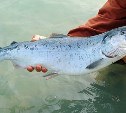 Власти Сахалина высказались за введение жестких правил лососевого промысла 