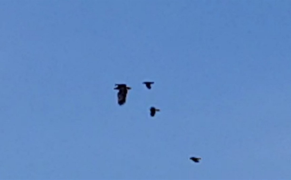 Чужакам здесь не место: южно-сахалинские вороны прогнали хищную птицу со свалки