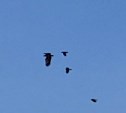 Чужакам здесь не место: южно-сахалинские вороны прогнали хищную птицу со свалки
