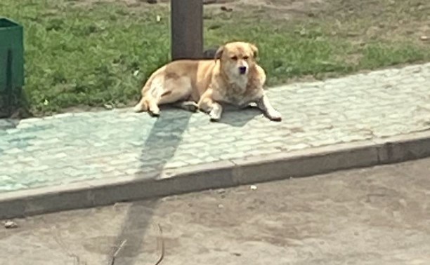 На Сахалине агрессивная собака прокусила голову джек-рассел-терьеру на детской площадке