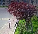 В Холмске парень сорвал ветку сакуры ради девушки — теперь этим займётся полиция
