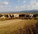 Около 40% сахалинских коров переведены на зимовку