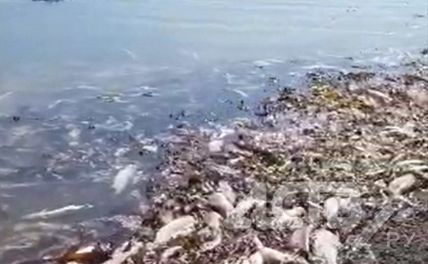 Бухта мёртвого лосося: туристы на Сахалине шокированы апокалипсисом в реке Пугачевке