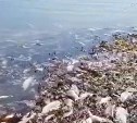 Бухта мёртвого лосося: туристы на Сахалине шокированы апокалипсисом в реке Пугачевке