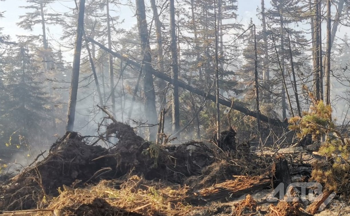 На местах сгоревшего леса в Охинском районе заметили грустных медведей