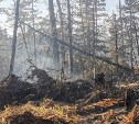 На местах сгоревшего леса в Охинском районе заметили грустных медведей