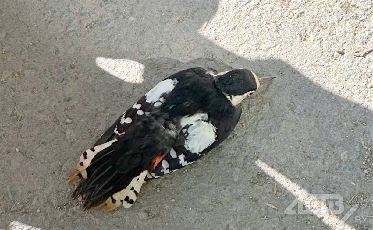 Сахалинцы сообщают о птицах, которые падают с неба и умирают 