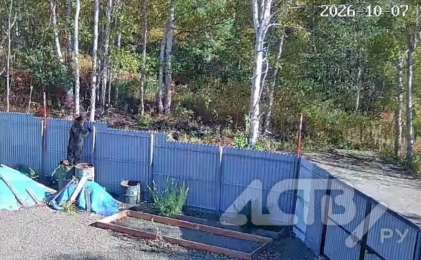 Корги на Сахалине прогнал медведя, который воровал у дачника гнилые груши